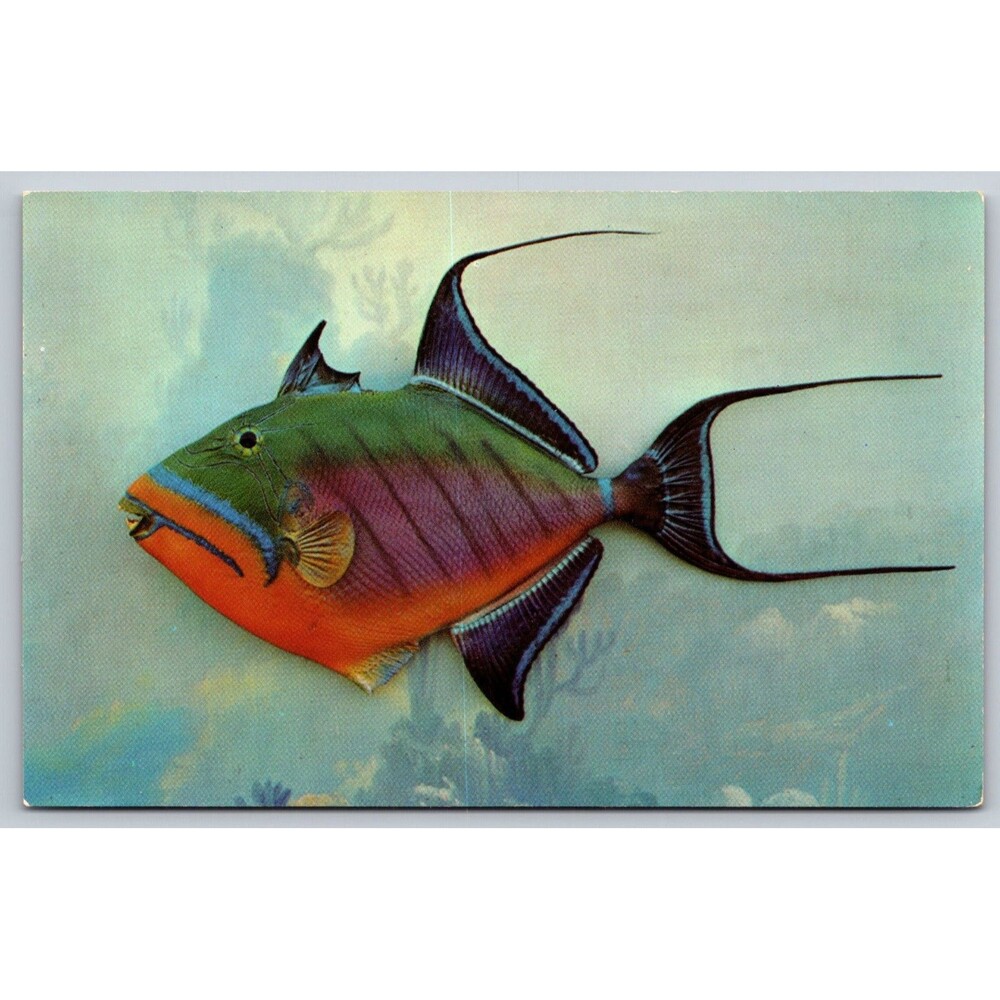 Postcard Florida Queen Trigger Fish Brightly Colored Coral Reefs c1960s Unposted